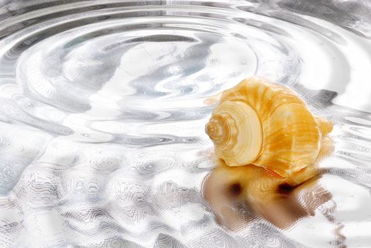 sea shell in a water background 