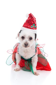 Cute white dog wearing a red and green dress and santa hat for Christmas.  White background.