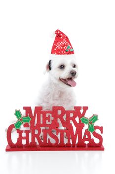 A small white maltese terrier sitting by a sign that reads, Merry Christmas