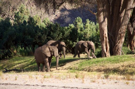 Elephants in the Skeleton Coast Desert