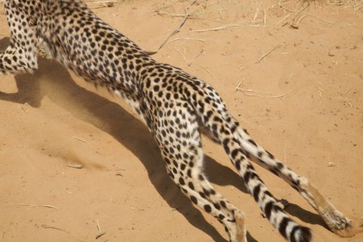 Cheetah chasing it's prey at full speed