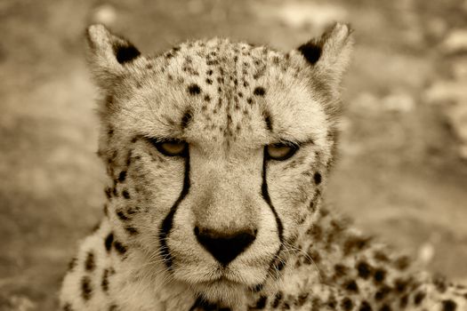 Portrait of cheetah in sepia tone