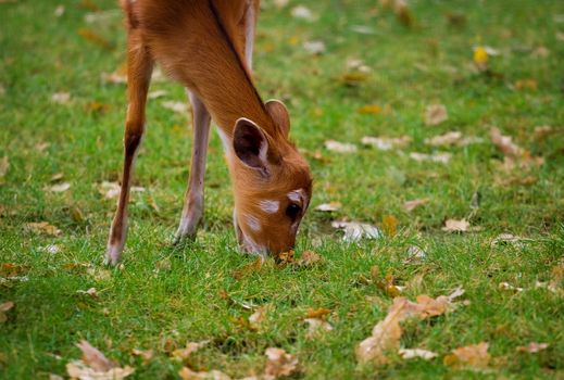 A fawn eating grass on a meadow