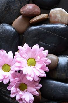 Three purple gerbera daisy flowers lying on stones background