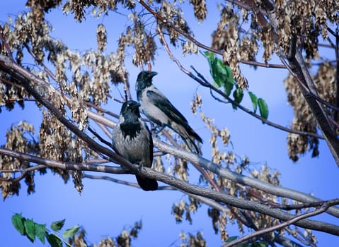 Two birds on a tree 