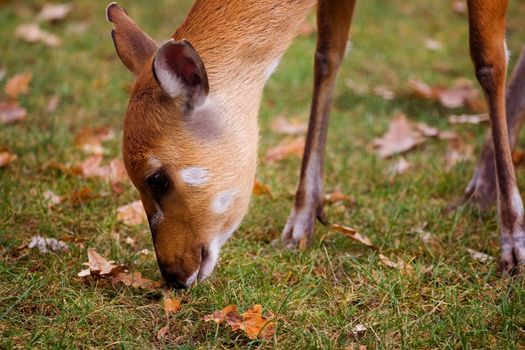 Cute fawn eating grass on a meadow