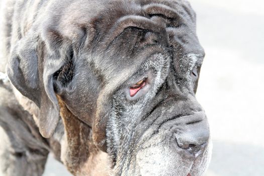 large black bull mastiff dog