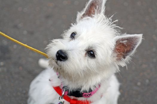 white west highland terrier scottie dog