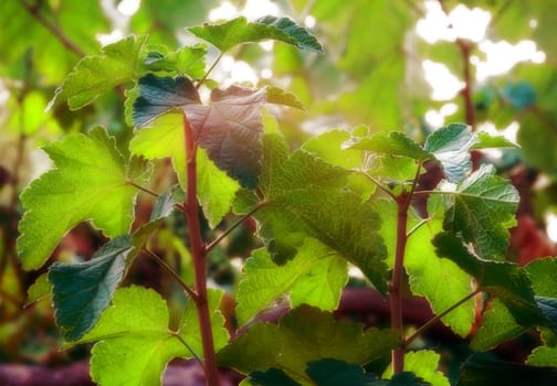 Grape leaves in the summer , close up photo