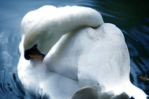 White swan on a lake - Soft focus photo