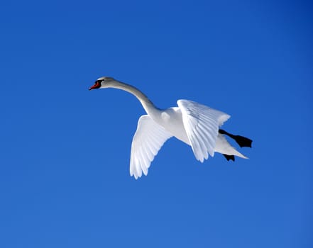 The white swan flies in the  blue sky