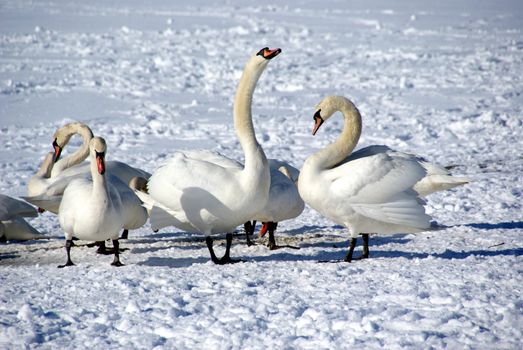 Many beautiful birds remain to winter in Tallinn on coast of Baltic sea