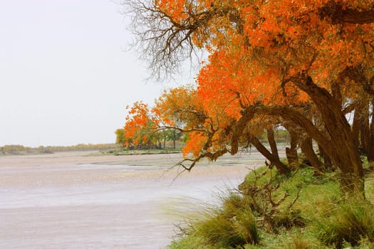 Diversifolious Poplar forests near the river in the desert