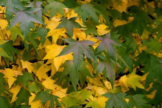 Green and yellow autum leaves