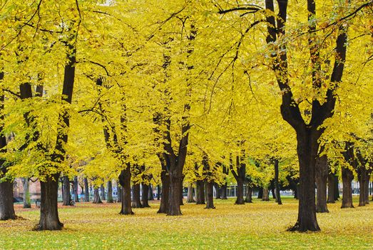 Autumnal park in the center of Bonn, Germany