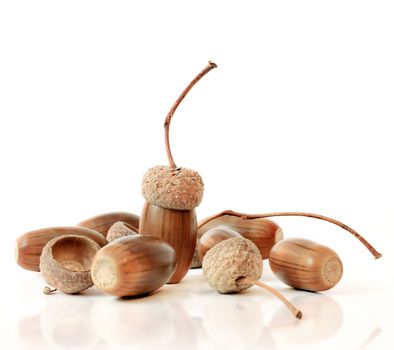 Macro shoot of acorns on white background