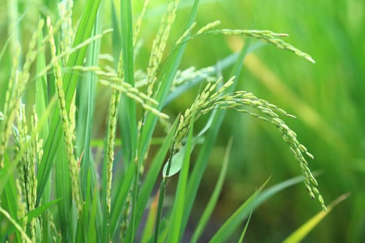 Close up of fresh organic rice plant