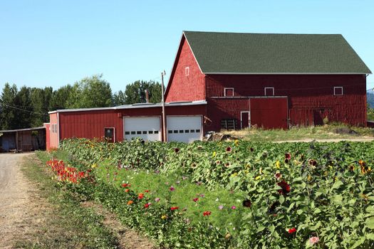 Old farm barn & flower field, Portland OR.