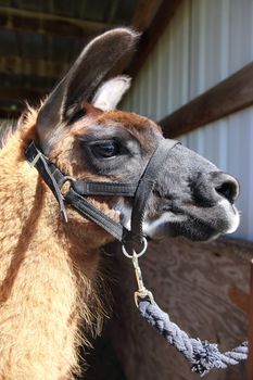 A lama waiting to be shaved for the summer.