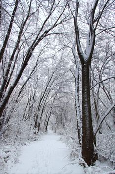 Fresh snowfall along a hiking trail in northern Illinois.