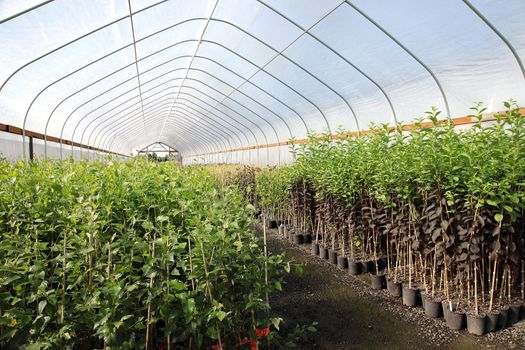 Seedling plants in pots inside a temperature controlled greenhouse.