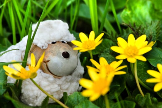 Easter- or spring decoration - funny little sheep in grass with yellow Lesser celandine