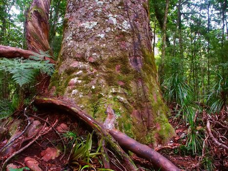 The base of a giant Kauri Tree (Agathis australis) in the Waipoua Forest of New Zealand.