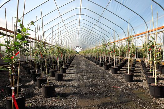 Seedling plants in pots inside a temperature controlled greenhouse.