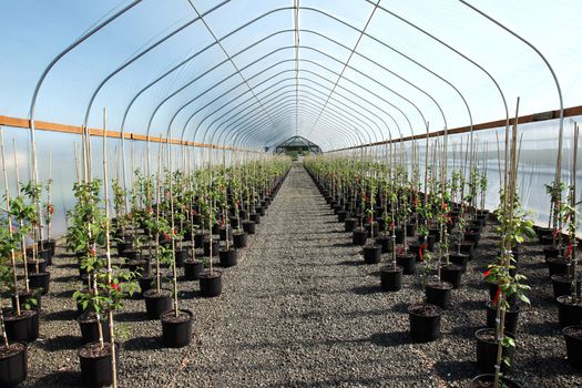 Seedling plants in pots inside a temperature controlled greenhouse.