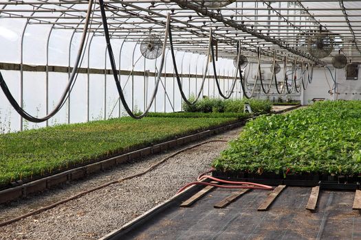 Seedling plants in pots inside a temperature controlled greenhouse.