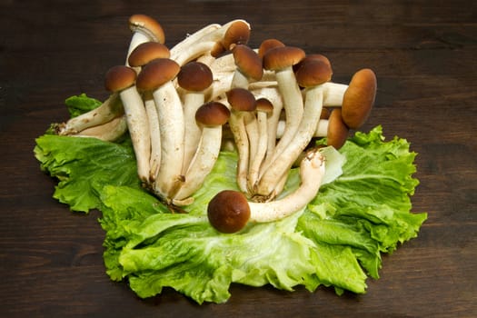 Mushroom (Agrocybe Aegerita) on wooden table