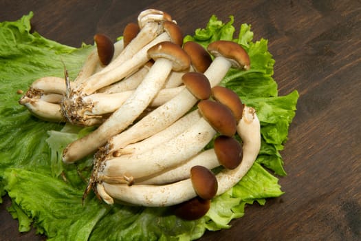 Mushroom (Agrocybe Aegerita) on wooden table