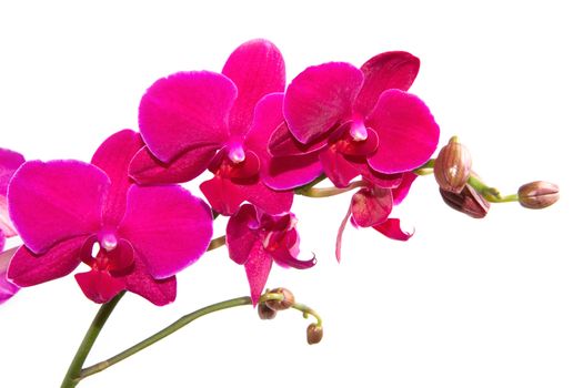 pink orchid isolated on white 