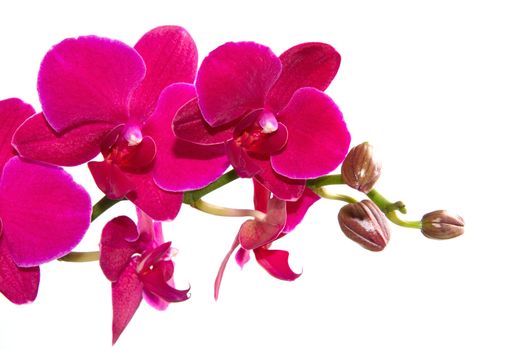 pink orchid isolated on white