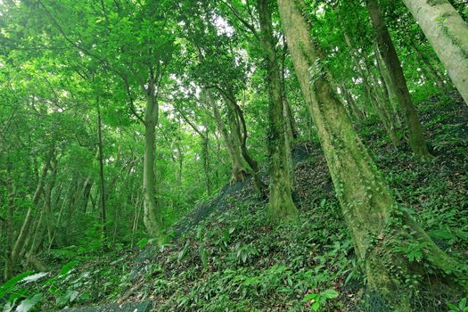 Trees in the forest and Retaining wall