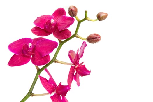 pink orchid isolated on white 