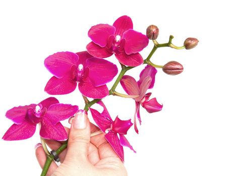 pink orchid isolated on white 