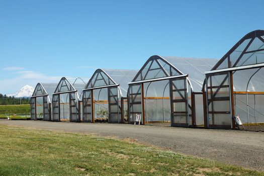 Agriculture business in rural Oregon seedling plants growers inside outside.