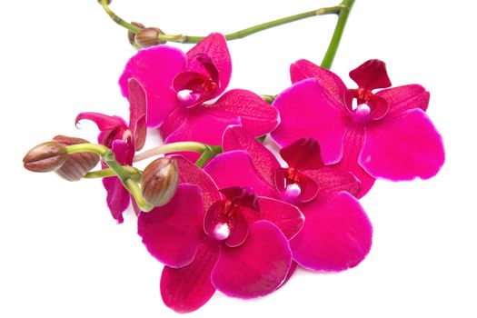 pink orchid isolated on white