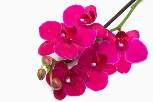 pink orchid isolated on white 