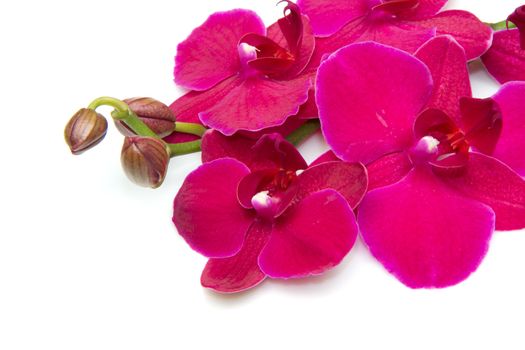 pink orchid isolated on white 