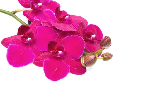 pink orchid isolated on white 