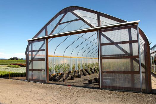 Seedling plants in pots inside a temperature controlled greenhouse.