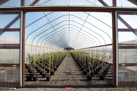 Seedling plants in pots inside a temperature controlled greenhouse.