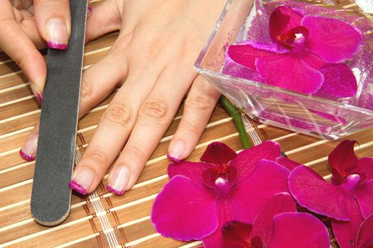 Beautiful hands with pink manicure holding purple orchid 