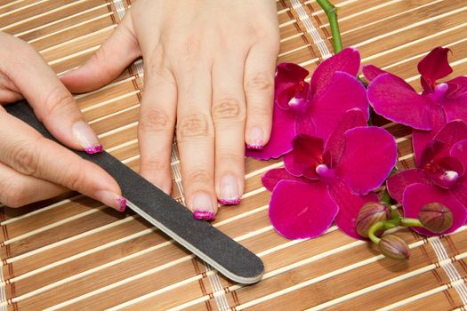 Beautiful hands with pink manicure holding purple orchid 