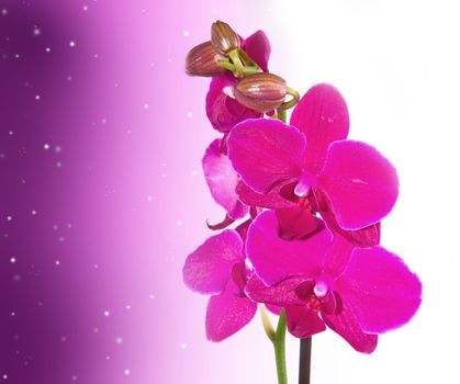 Orchid Flower border design background