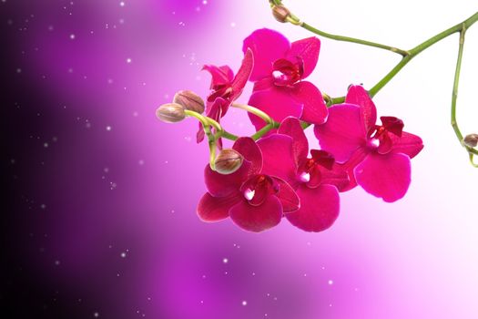 Orchid Flower border design background