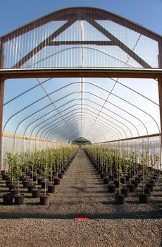 Seedling plants in pots inside a temperature controlled greenhouse.