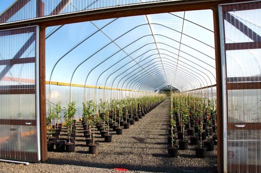 Seedling plants in pots inside a temperature controlled greenhouse.